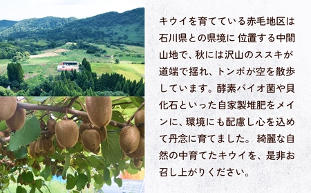 富山県産キウイ（ヘイワード）1kg以上（８～12玉） 【2025年12月中旬以降順次発送】   | 国産 数量限定 グリーンキウイ 富山 氷見 果物 フルーツ キウイ