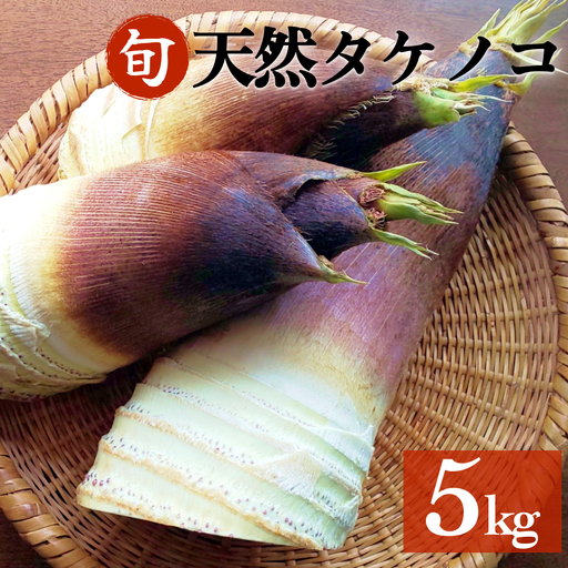 天然タケノコ 5kg 朝掘り 採れたて発送 富山県産 ＜農薬・化学肥料・除草剤不使用＞