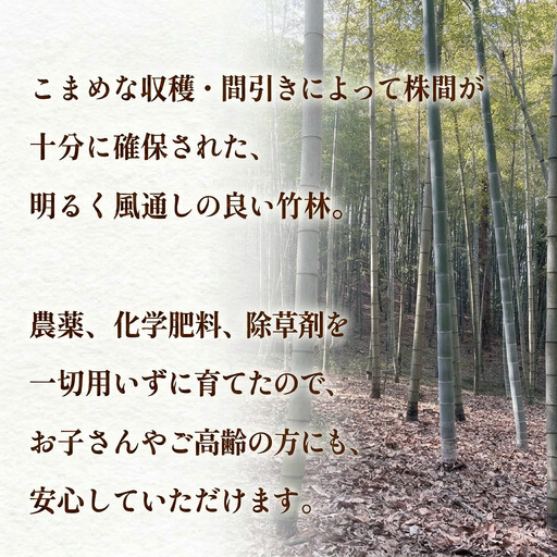 天然タケノコ 5kg 朝掘り 採れたて発送 富山県産 ＜農薬・化学肥料・除草剤不使用＞