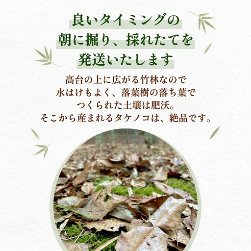 天然タケノコ 5kg 朝掘り 採れたて発送 富山県産 ＜農薬・化学肥料・除草剤不使用＞