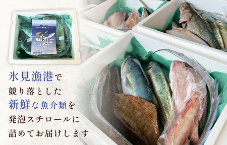 天然のいけす 富山湾 氷見漁港 旬の鮮魚セット※配送地域限定