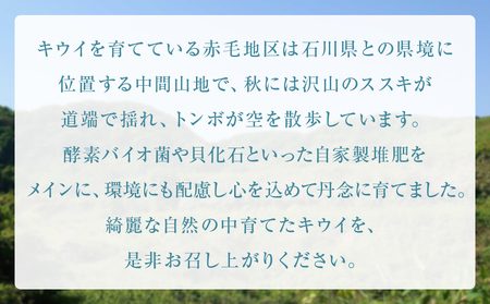 訳ありレインボーレッド3kg（小玉、異形、擦り傷、日焼け） 数量限定 希少 国産 甘い 氷見キウイランド 富山県 氷見市