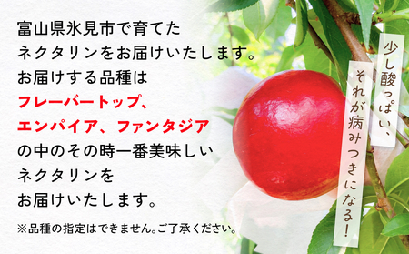 【先行予約】【訳あり】富山県産 ネクタリン 12個 （約3kg） ＜2026年8月中旬以降順次発送＞