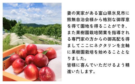【先行予約】【訳あり】富山県産 ネクタリン 12個 （約3kg） ＜2026年8月中旬以降順次発送＞