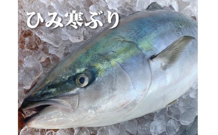 【丸々1本】ひみ寒ぶりまるごと1本【角安商店】※配送地域限定