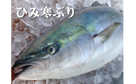 【3枚おろし】ひみ寒ぶりまるごと1本【角安商店】※配送地域限定
