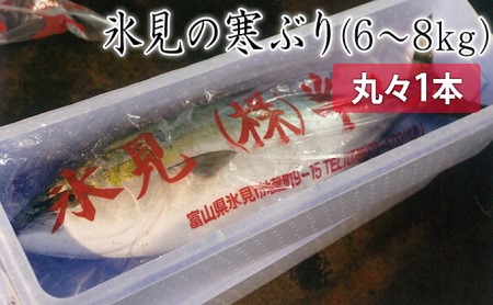氷見寒ぶり朝どれ1本(神経抜〆6~8kg)【半七】※配送地域限定