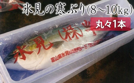 氷見寒ぶり朝どれ1本(神経抜〆8~10kg)【半七】※配送地域限定