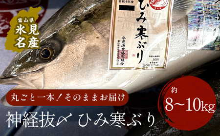 【先行予約】ひみ寒ぶり朝どれ1本【8~10kg】(神経抜〆)【半七】※配送地域限定