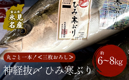 【先行予約】ひみ寒ぶり朝どれ1本【6~8kg】 三枚おろし(神経抜〆)【半七】※配送地域限定