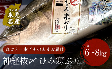 【先行予約】ひみ寒ぶり朝どれ1本【6~8kg】(神経抜〆)【半七】※配送地域限定