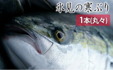 【先行予約】氷見の寒ぶり一本(丸々1本)【ひみ水産】※配送地域限定