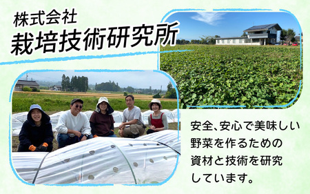  【先行予約】サツマイモ（紅はるか）サイズ不揃いの訳あり（M～2L）約6kg　※2026年1月以降順次発送予定 さつまいも 紅はるか  訳アリ いも 芋 サツマイモ