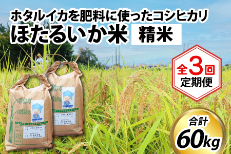 ほたるいか米（精米20kg）×3回 計60kg【3ヶ月定期便】