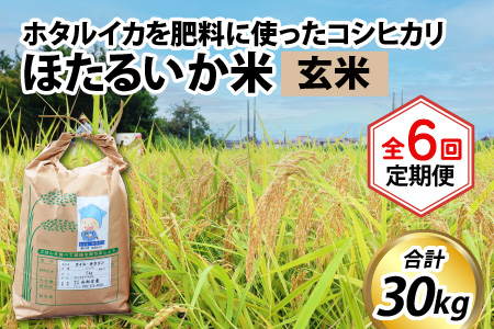 【訳あり】ほたるいか米（玄米５kg）×6回 計30kg【6ヶ月定期便】