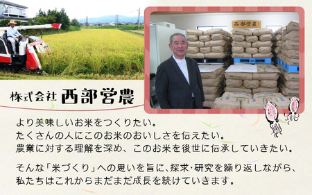 【訳あり】ほたるいか米（玄米20kg）×6回 計120kg【6ヶ月定期便】