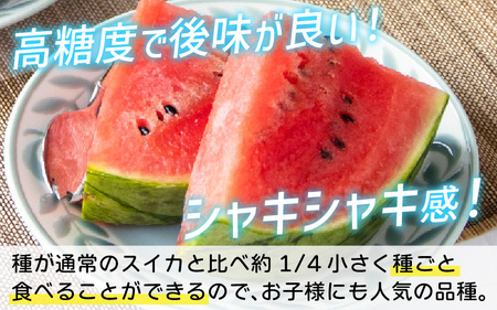 【先行予約】種まで食べられるスイカ　小玉スイカ（ピノガール）＊25年7月上旬以降順次発送　すいか こだますいか 小玉すいか  小玉すいか  滑川市 小玉スイカ ピノガール ピノガール ピノガール