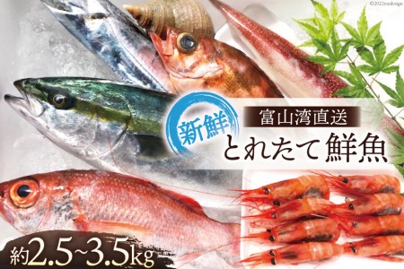 魚 富山湾直送 とれたて鮮魚セット 約2.5～3.5kg 旬 新鮮 鮮魚 詰め合わせ 産地直送 冷蔵/くろべ漁業協同組合 魚の駅「生地」/富山県 黒部市 海鮮 魚介類 魚介 