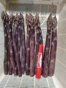 北海道由仁町産　オーガニック紫アスパラ　１kg　(X03)