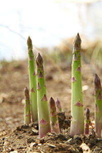 金山農場 グリーンアスパラ(L~2L)(Z01)