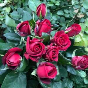 【毎月定期便】朝摘みローズブーケ(バラの切り花10本)全3回【4061045】