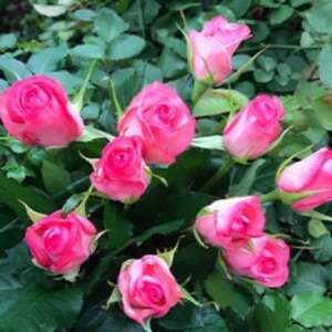 【毎月定期便】朝摘みローズブーケ(バラの切り花10本)全3回【4061045】