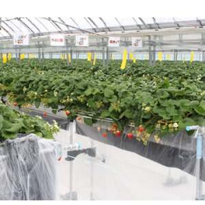 【いちご砂糖】フリーズドライいちご入りグラニュー糖　2個セット【1571466】