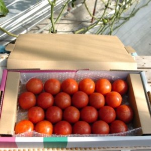 フルーツトマト(深層水トマト)1.5キロ【配送不可地域：離島】【1287333】