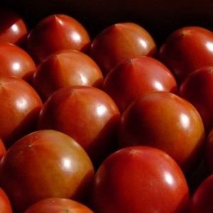 フルーツトマト(深層水トマト)1.2キロとトマトケチャップセット(300ml×1本)【1287336】