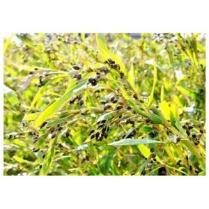 富山はとむぎ茶ティーバッグ(32包×4袋)【1291662】