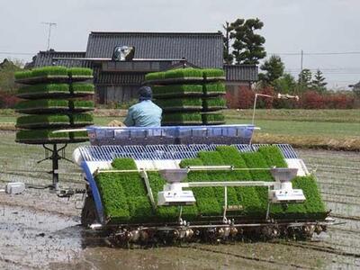 【令和7年産】富山県産こしひかり　育（はぐくみ）白米２個セット 3kg×2個 《南砺の逸品》