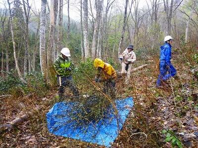 森の天然の香木で作った利賀のクロモジ茶セット（枝１節付き）《南砺の逸品》