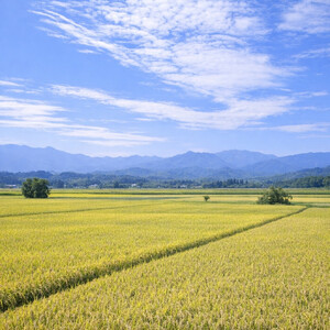 富山県産コシヒカリ『医王の舞』白米10kg