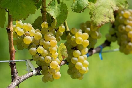 ＜ギフト向け＞ドメーヌボー　ブラン　2022【受賞ワイン】