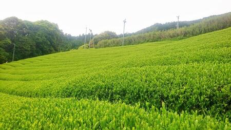 ラベンダーアールグレイ京番茶プレミアムボトルティー明薫セット