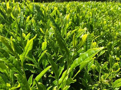 ラベンダーアールグレイ京番茶プレミアムボトルティー明薫セット