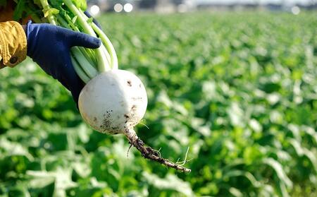 【11月16日～12月末出荷期間限定】南砺の味をお気軽に～切れてるサバの丸　かぶら寿しサバ入り　 200g×3個