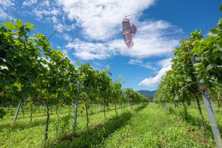 ドメーヌボー ブラン 2022【受賞ワイン】