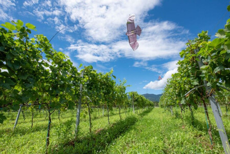 ドメーヌボー 立野原 hineri オレンジ 2023