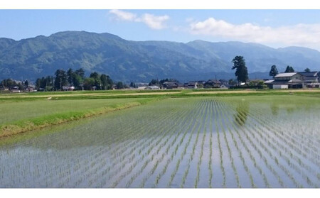【令和7年産】定期便・隔月６回  富山県産こしひかり 育（はぐくみ）白米５kg×４袋《南砺の逸品》