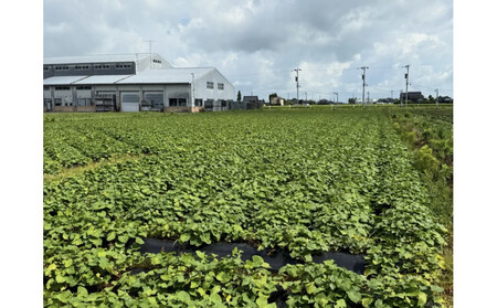 安納芋　5kg　富山県