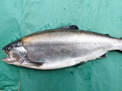 いみずサクラマス　のっけて丼3点セット