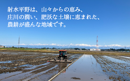 【R7年度産米 新米予約】[人気のブランド米]コシヒカリ 「若竹のお米 」　10kg（5kg×2）【精米】｜新米 先行予約 令和7年産米 ブランド米 こしひかり 銘柄米 こめ 白米 富山県 ※離島への配送不可