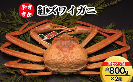 【おすすめ】紅ズワイガニ約800g×2尾（孫七タグ付）※2025年9月中旬～2026年3月下旬頃に順次発送予定　※沖縄・離島への配送不可