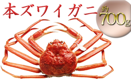 本ズワイガニ約700g(安吉タグ付き)【安吉水産】