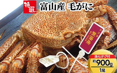 【特選】富山産　毛がに約900g×1尾（孫七タグ付き）※2025年11月中旬～2026年3月中旬頃に順次発送予定　※沖縄・離島への配送不可