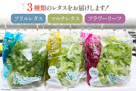 【6回定期便】富山のおいしい水で生産した安心野菜（6袋）[北陸機材 富山県 舟橋村 57050149] 野菜 野菜セット フラワーリーフ フリルレタス マルチレタス 水耕栽培 定期便