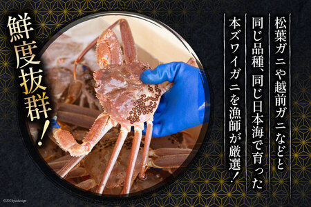 【期間限定発送】 【漁師厳選】生 本ズワイガニ 大サイズ1杯 (700g～800g前後) [聖徳丸 富山県 朝日町 34310514]