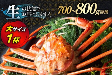 【期間限定発送】 【漁師厳選】生 本ズワイガニ 大サイズ1杯 (700g～800g前後) [聖徳丸 富山県 朝日町 34310514]
