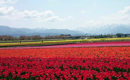【期間限定発送】 チューリップ 切り花 20本 [チュリストやまざき 富山県 朝日町 34310462]